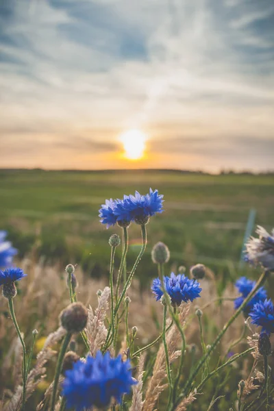 Beautiful cornflowers growing at the field. — Stock Photo, Image