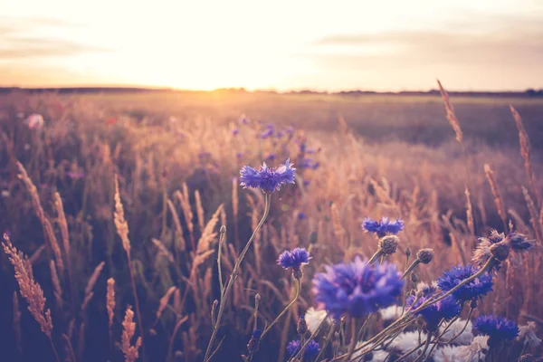 Blue cornflowers at warm, atmospheric summer evening — Stock Photo, Image