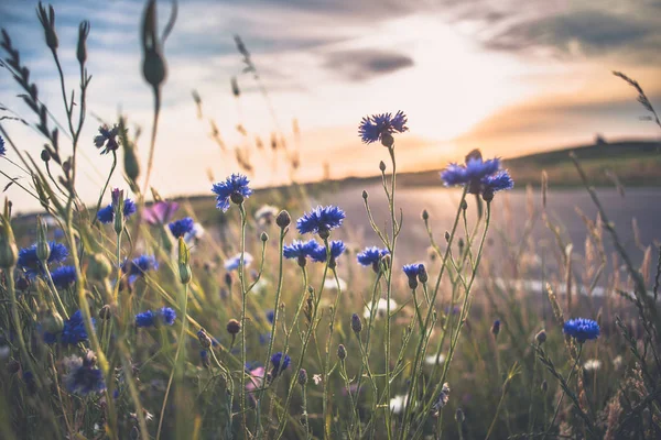 Blooming wild cornflower and chamomile at the meadow — Stock Photo, Image