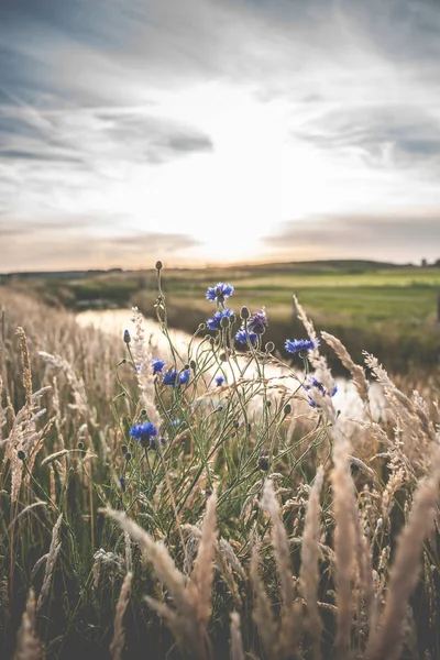 Blauwe veld bloemen in het hoge gras langs de kant van de weg — Stockfoto