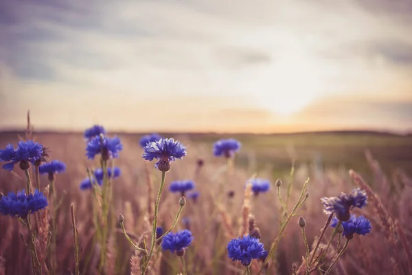 Blue field flowers in the high grass along the side of the road — Stock Photo, Image