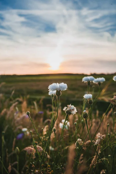 Wild white summer flowers in the evening sun — Stock Photo, Image