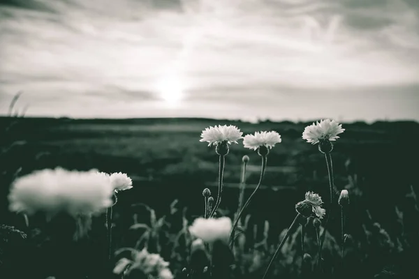 Divoké bílé letní květiny ve večerním slunci — Stock fotografie