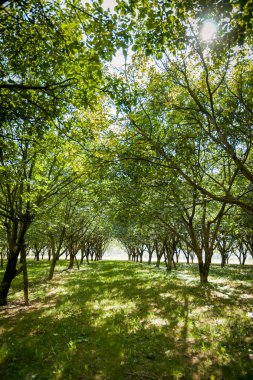 Bir meyve ağacı Ekim arasında büyük güzel güneş ışığı.