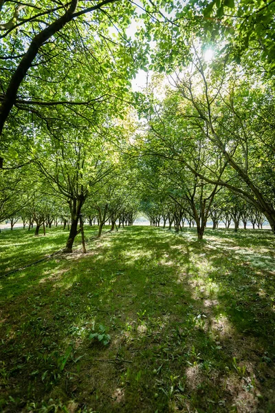 Bir meyve ağacı Ekim arasında büyük güzel güneş ışığı.
