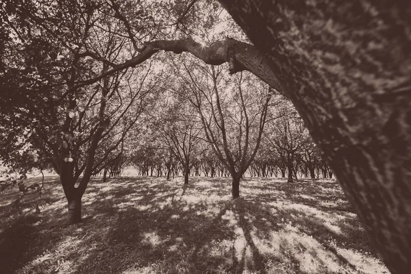 Grande bella luce solare tra una piantagione di alberi da frutto . — Foto Stock