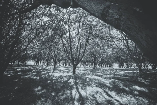 Grande bella luce solare tra una piantagione di alberi da frutto . — Foto Stock