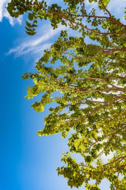 Ağaç dalı mavi yaz hava karşı