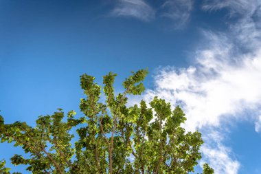 Ağaç dalı mavi yaz hava karşı