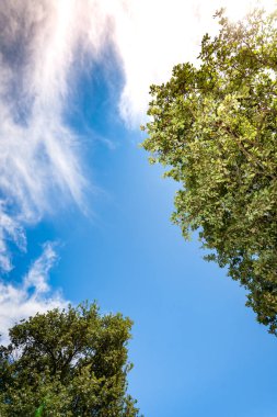 Ağaç dalı mavi yaz hava karşı