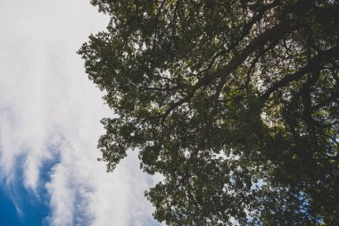 Ağaç dalı mavi yaz hava karşı