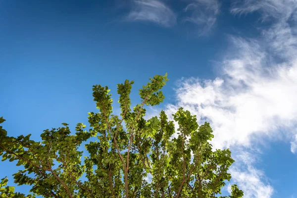 Ağaç dalı mavi yaz hava karşı