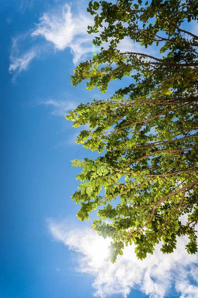 Ağaç dalı mavi yaz hava karşı