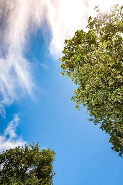 Ağaç dalı mavi yaz hava karşı