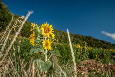 Ayçiçeği Fransa'da yaz güneşte
