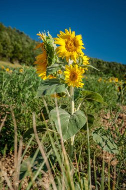 Ayçiçeği Fransa'da yaz güneşte