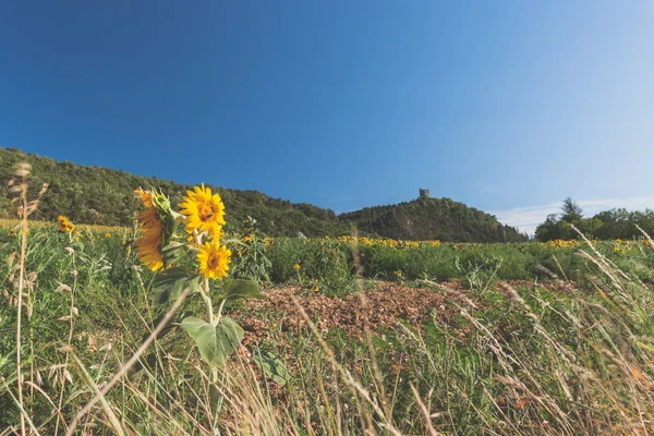 Ayçiçeği Fransa'da yaz güneşte