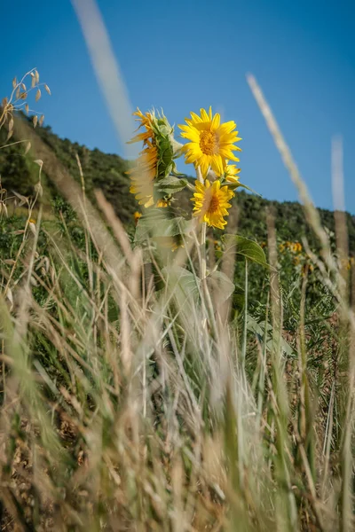 Ayçiçeği Fransa'da yaz güneşte