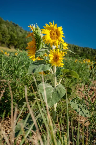 Ayçiçeği Fransa'da yaz güneşte