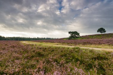 Çiçekli araziler veya moorland Hollanda'da