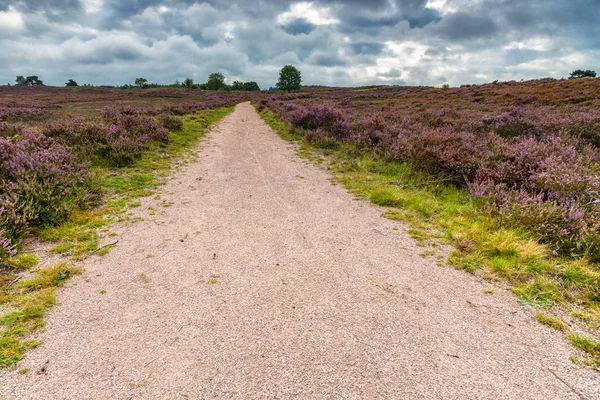 Paisaje floreciente o páramo en Holanda —  Fotos de Stock