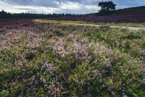 Paisaje floreciente o páramo en Holanda —  Fotos de Stock