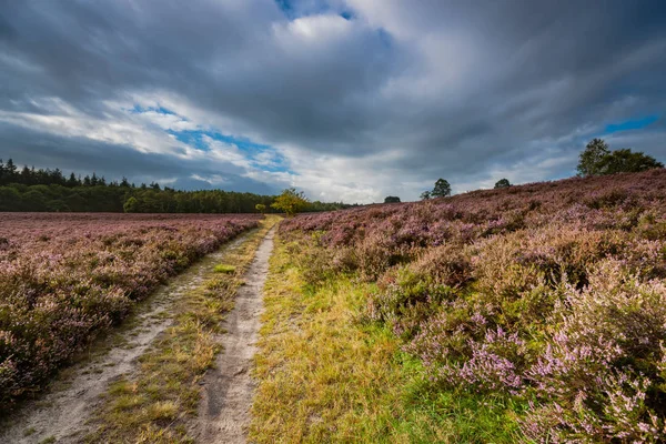 Çiçekli araziler veya moorland Hollanda'da