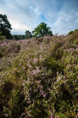 Üzerinden Hollanda'da tam çiçeklenme araziler alanında göster