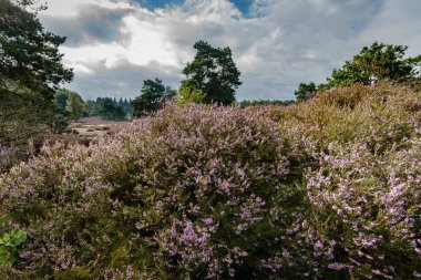 Üzerinden Hollanda'da tam çiçeklenme araziler alanında göster