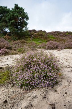 Üzerinden Hollanda'da tam çiçeklenme araziler alanında göster