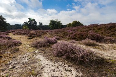 Üzerinden Hollanda'da tam çiçeklenme araziler alanında göster