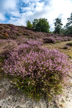 Üzerinden Hollanda'da tam çiçeklenme araziler alanında göster