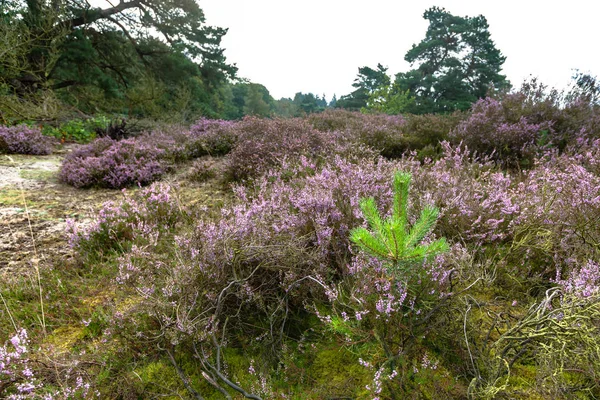 Vue sur un champ de bruyère en pleine floraison en Hollande — Photo