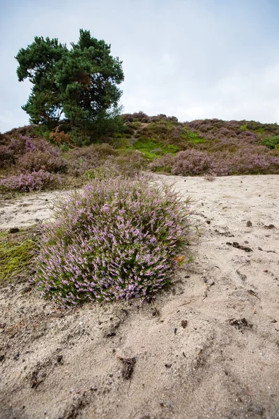 Pohled přes vřesoviště pole v plném květu v Holandsku — Stock fotografie