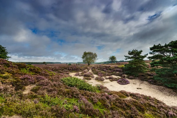 Vista sobre un campo de brezales en plena floración en Holanda —  Fotos de Stock