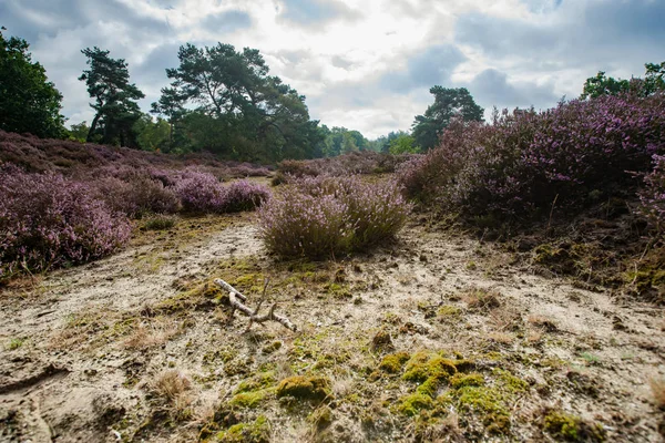 Nézd át a Fenyér mező Hollandiában teljes virágzás — Stock Fotó