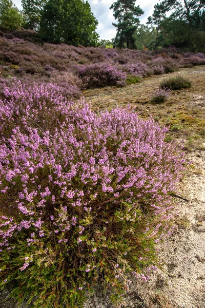 Vue sur un champ de bruyère en pleine floraison en Hollande — Photo