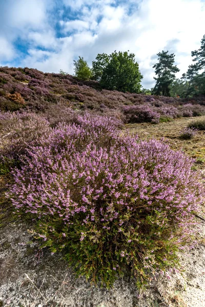 Vue sur un champ de bruyère en pleine floraison en Hollande — Photo