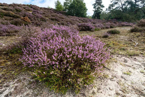 Üzerinden Hollanda'da tam çiçeklenme araziler alanında göster