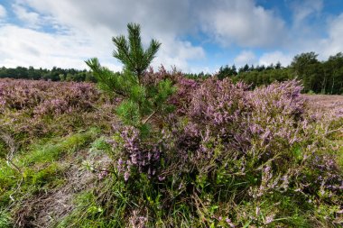 Genç çam ağaçları arasındaki araziler
