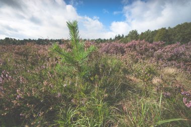 Genç çam ağaçları arasındaki araziler
