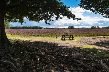 Piknik banka heathlands manzarası ile