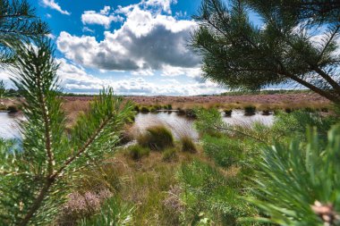 Hollanda'da bir göl güneşli bir günde boyunca çiçek açan heather 