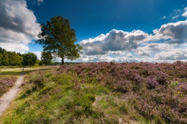 Rainplash kum yolda yansıması ile