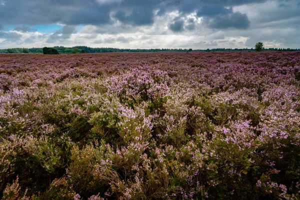 Mor çiçekli bir moorland heath bitkilerde