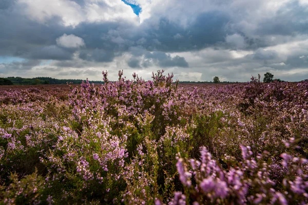 Plantes de bruyère à fleurs pourpres dans une lande — Photo