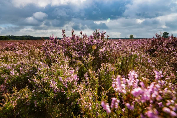 Plantas de brezal púrpura en un páramo —  Fotos de Stock