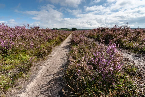 Çiçekli heathlands Hollanda