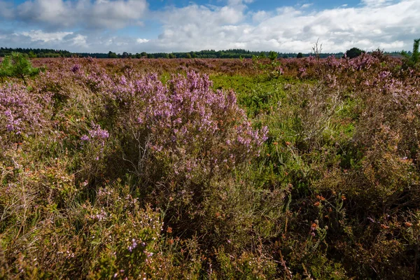 Mor çiçekli bir moorland heath bitkilerde