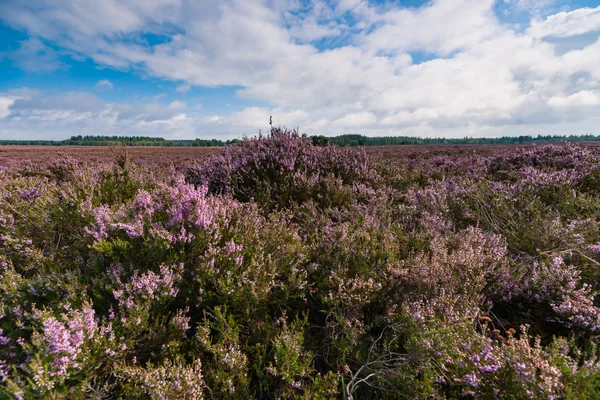 Mor çiçekli bir moorland heath bitkilerde